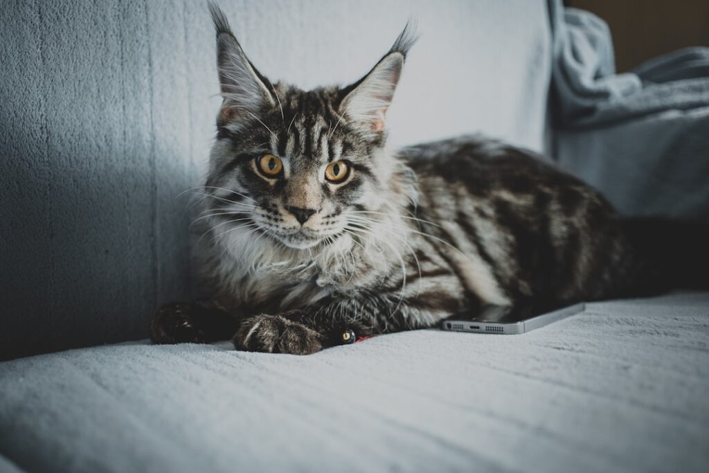 Maine Coon Cat: Price Guide