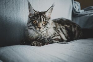 Photo Maine Coon cat